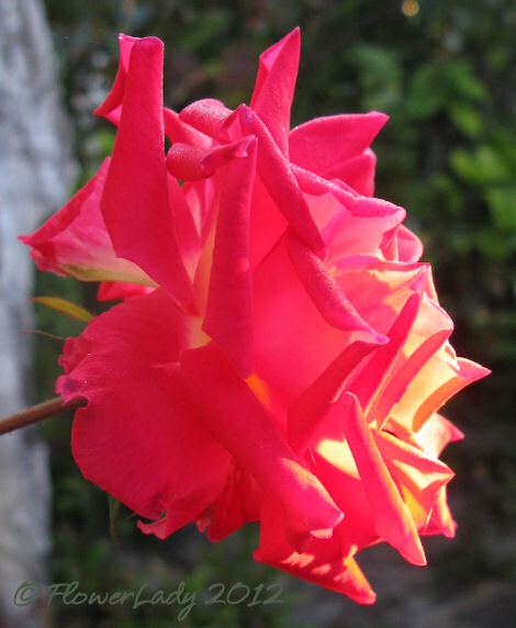 [01-20-love-rose4%255B5%255D.jpg]