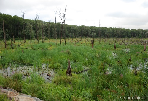 21. Hurricane Irene-kab