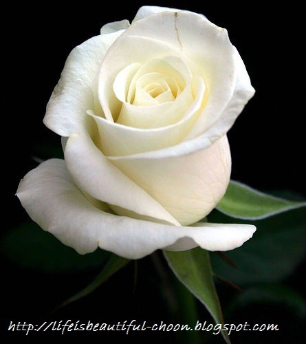 [white-rose-elegant-flower-57.jpg]