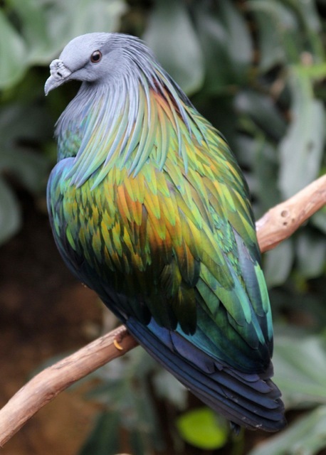 [bird92.jpg]
