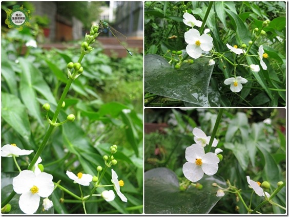小白花的季節 (1) 小白花的季節 (1)