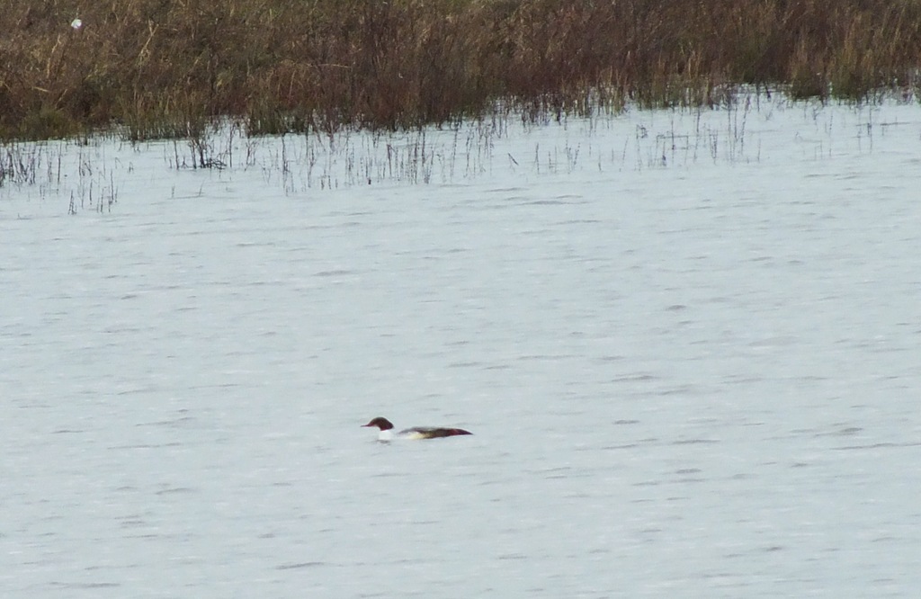 [goosander%255B4%255D.jpg]