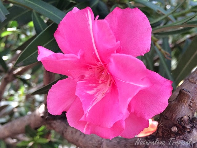 Variedad moñuda de la flor Adelfa, nombre popular de Nerium oleander Variedad moñuda de la flor Adelfa, nombre popular de Nerium oleander