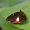 Castniomera drucei
