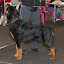 Hodowla Rottweilerów Toro Negro Rottweiler-006.JPG
