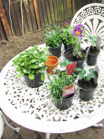 [plants%255B2%255D.jpg]