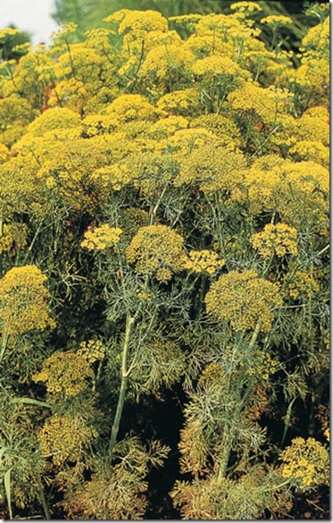 Dill Fernleaf Dill Fernleaf