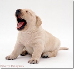 05852-Retriever-puppy-yawning-white-background
