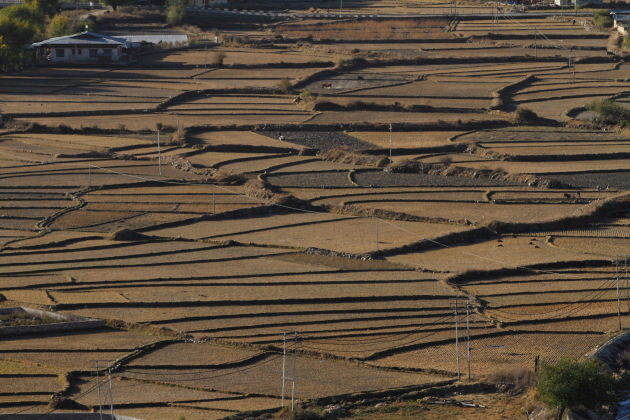 Dry Rice Fields of Paro, Bhutan