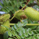 Gray Nickernut