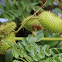 Gray Nickernut