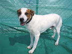 Sagros. Macho 4 años. Muy tierno, cariñoso, tranquilo, dócil