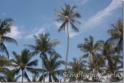 IMG_5278 IMG_5278
