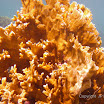 IMGP1122 Snorkel Buck Island Reef 