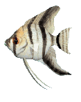 angelfish904