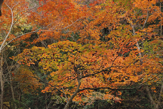 のべん滝付近の紅葉
