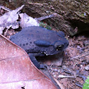 Asian Toad