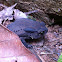 Asian Toad