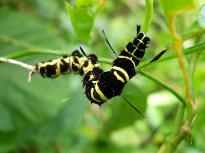 A gorgeous caterpillar