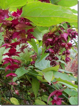 leycesteria formosa, pheasant berry, granny's curls,himalayan honeysuckle,flowering nutmeg