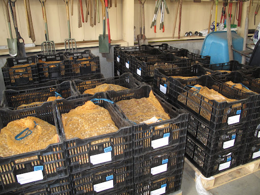 Wow!  Shaun wasn't exaggerating when he said he had a few bulbs to plant.