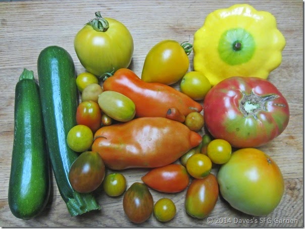 squash&tomatoes