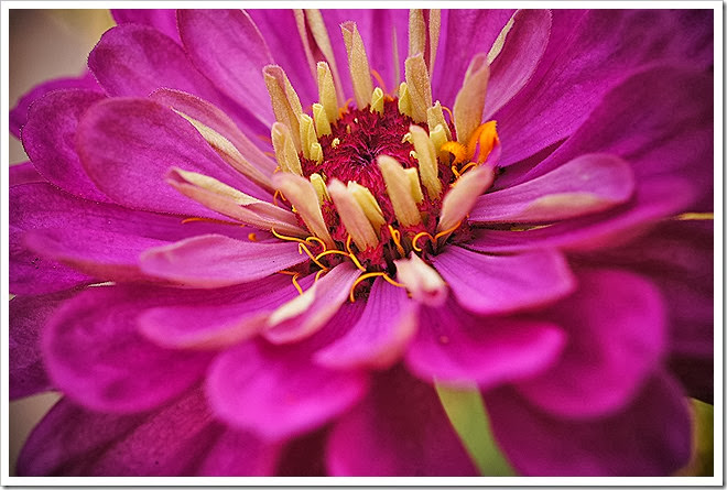 flowers-royalty-free-pictures-1 (961)