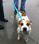 A lucky rescued canine Royals fan attends the game to show team support!