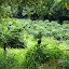 A small Monteverde coffee plantation. I bought some it to drink here in the morning.