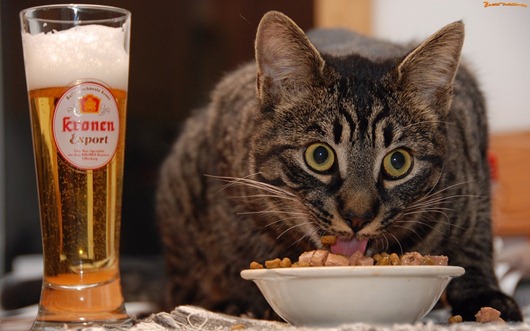 uczta-kocia-jedzenie-piwo