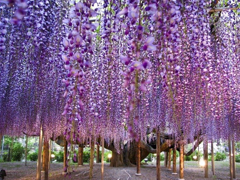 حديقة زهرة الحب من اجمل حدائق العالم Ashikaga-flower-park-2%255B2%255D
