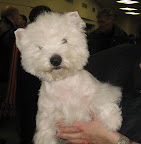 This is not a stuffed doll. He's  Jellybean, a Westhighland White Terrier.