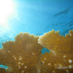 Snorkel Buck Island Reef 