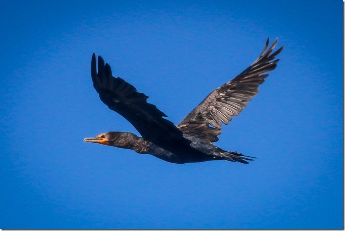 IMG_3759 Double-crested Cormorant