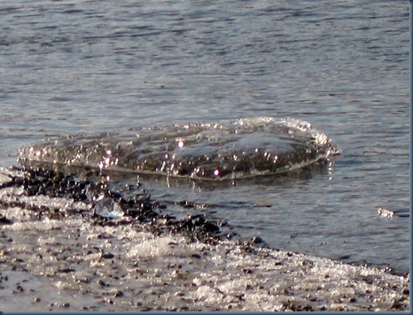Eisscholle auf dem Rhein