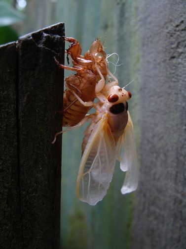 cicada hanging on shell side view cicada hanging on shell side view