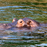 K&ouml;lner Zoo