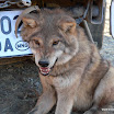 PICASA berkut izbr..TIF-2.jpg