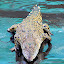 Young Crocodile On The Farm - Port Douglas, Australia