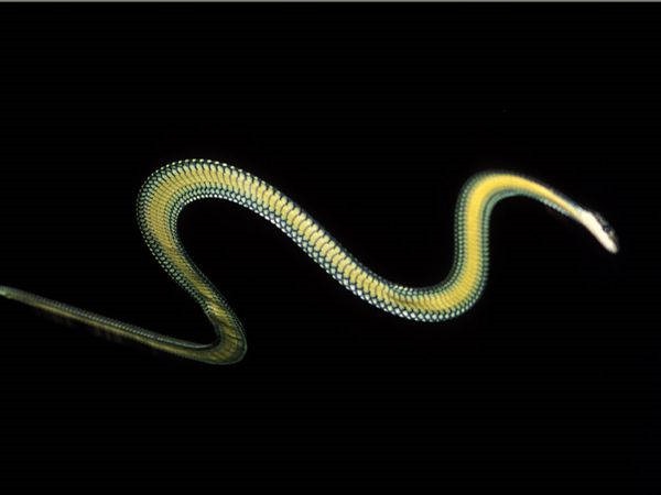 1- Cobra voadora 1- Cobra voadora