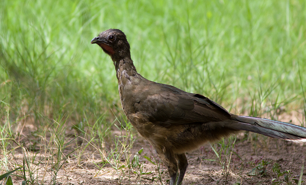 [Plain-Chachalaca-BSP3.png]