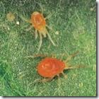 araña roja marihuana 1 araña roja marihuana 1