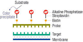 Chromogenic detection of a biotin labeled probe.