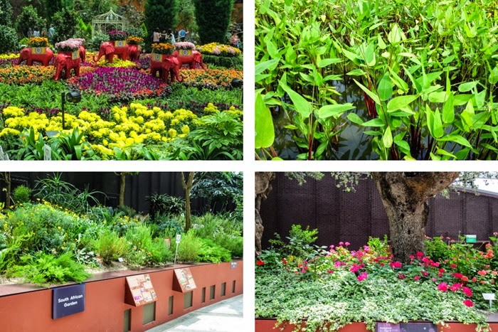 plants plants