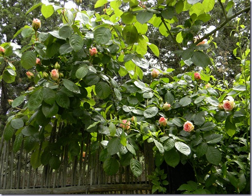 DSCN2821 DSCN2821