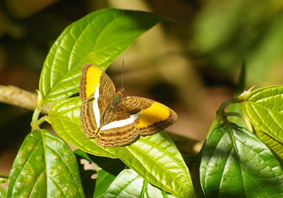 Adelpha cytherea LINNAEUS, 1758. Saut Athanase (Guyane). 21 novembre 2011. Photo : J.-M. Gayman