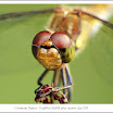 DSCF5297ppfw.jpg