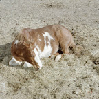 cree_in_the_hay_1.jpg