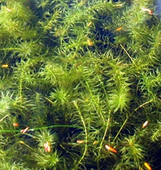 Hydrilla