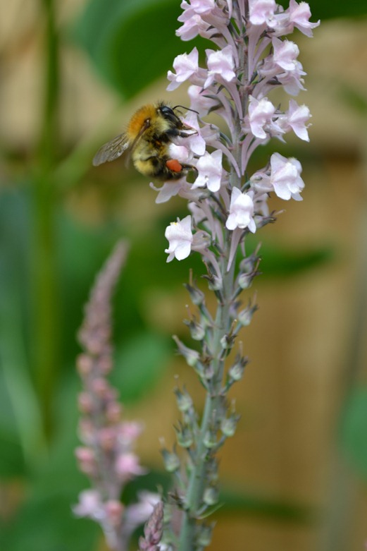 Champaigne pink - Loosestrife - with bee